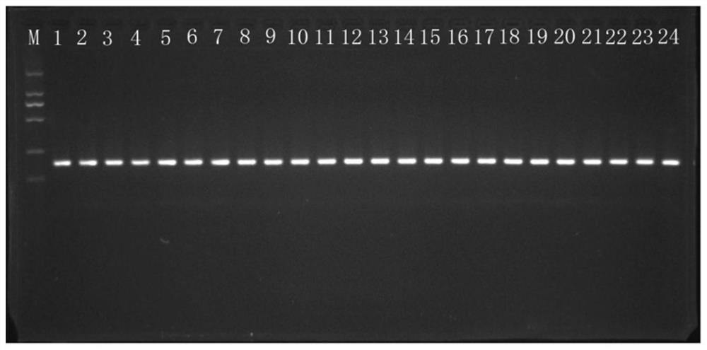 Reference gene screening in colocasia esculenta corm development process and application thereof