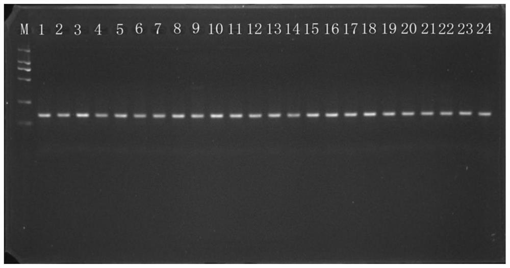 Reference gene screening in colocasia esculenta corm development process and application thereof