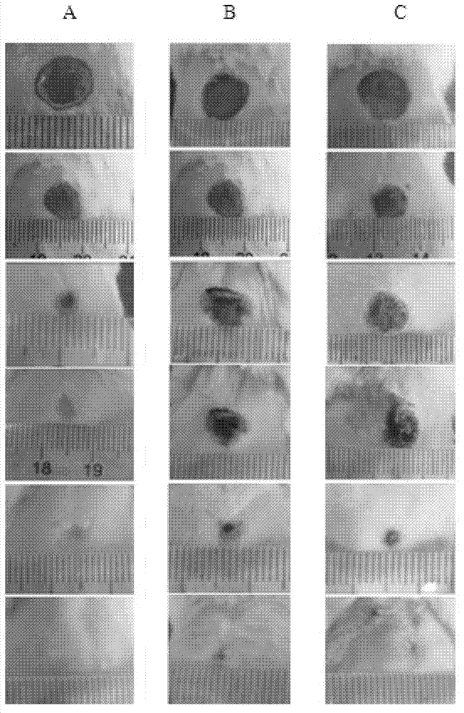 Synthetic peptide and application thereof