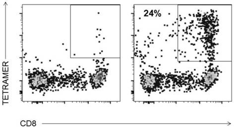 T cell receptor and application thereof