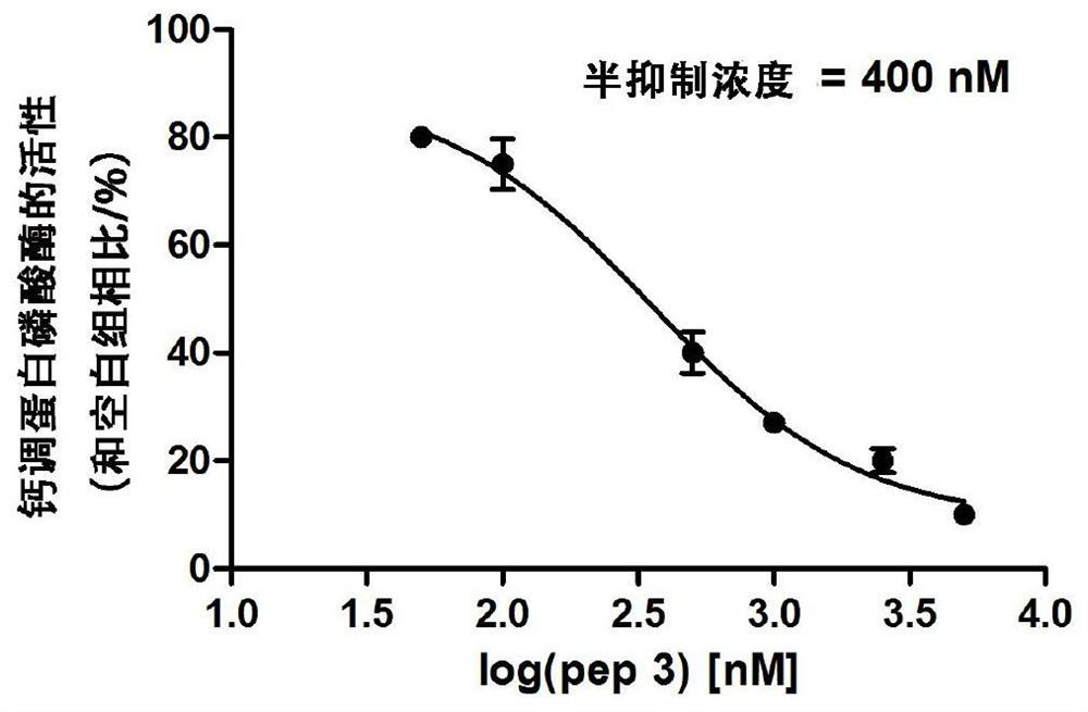 Short peptide inhibitor targeting calmodulin phosphatase and its substrate T-cell activation nuclear factor and its application