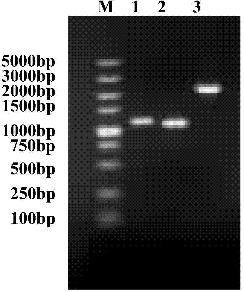 Brucella melitensis recombination strain M5-delta bp26-delta znuA as well as preparation method and application thereof