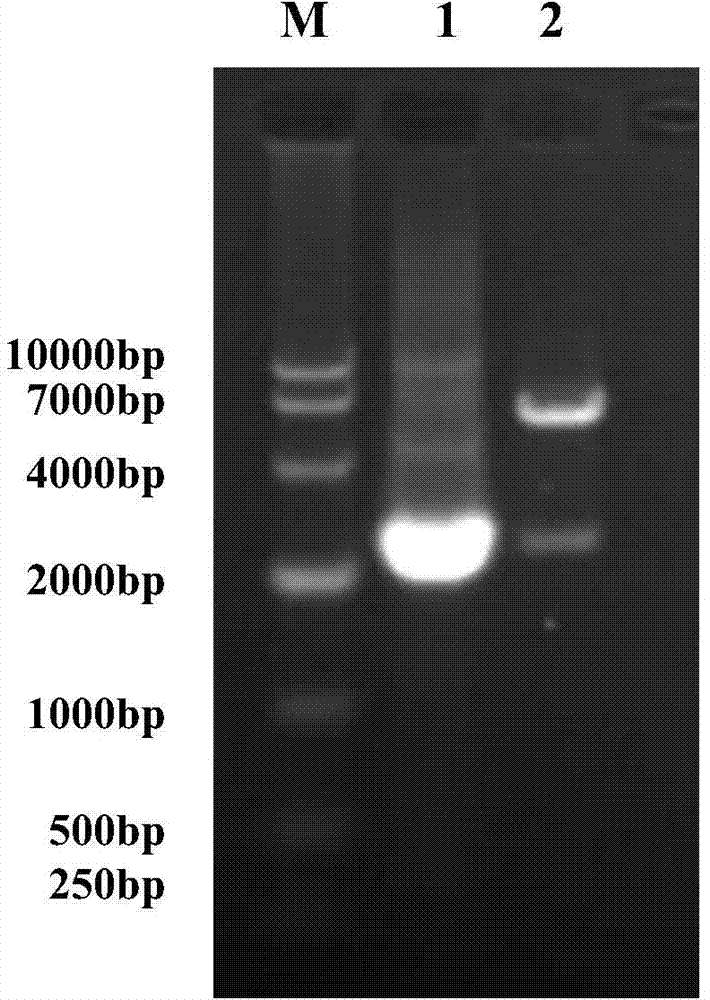 Brucella melitensis recombination strain M5-delta bp26-delta znuA as well as preparation method and application thereof