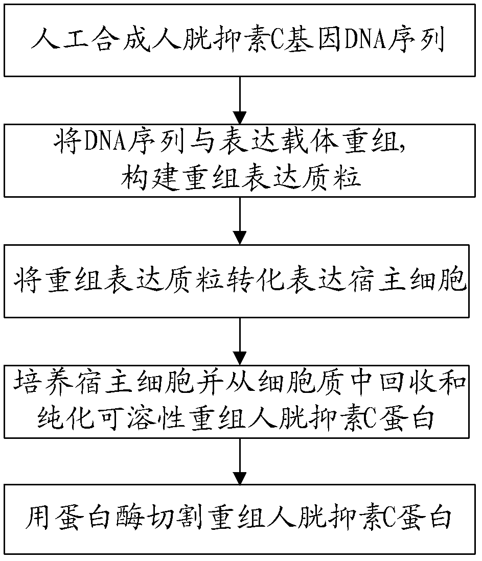 Recombined human cystatin-C protein with natural activity and preparation method thereof