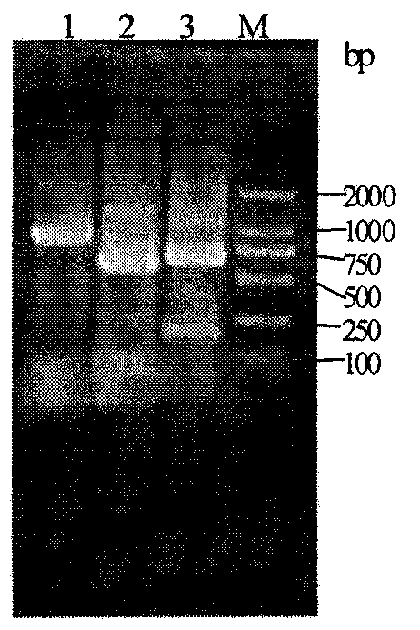 C-shaped aftosa subunit vaccine and preparation method thereof