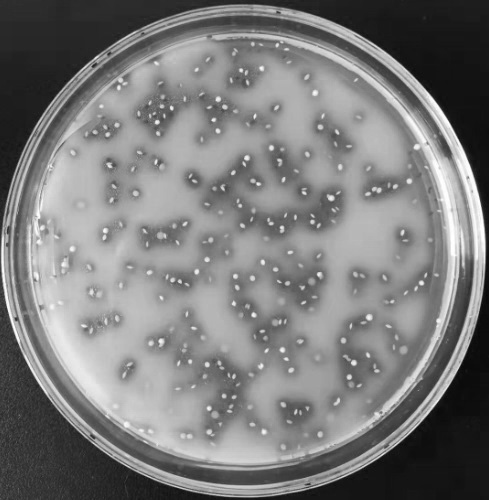 A kind of microbe-enhanced bacterial agent and its application that can significantly promote the composting effect before domestic waste incineration