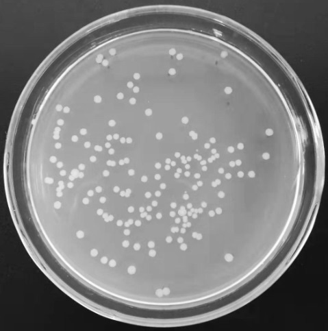 A kind of microbe-enhanced bacterial agent and its application that can significantly promote the composting effect before domestic waste incineration