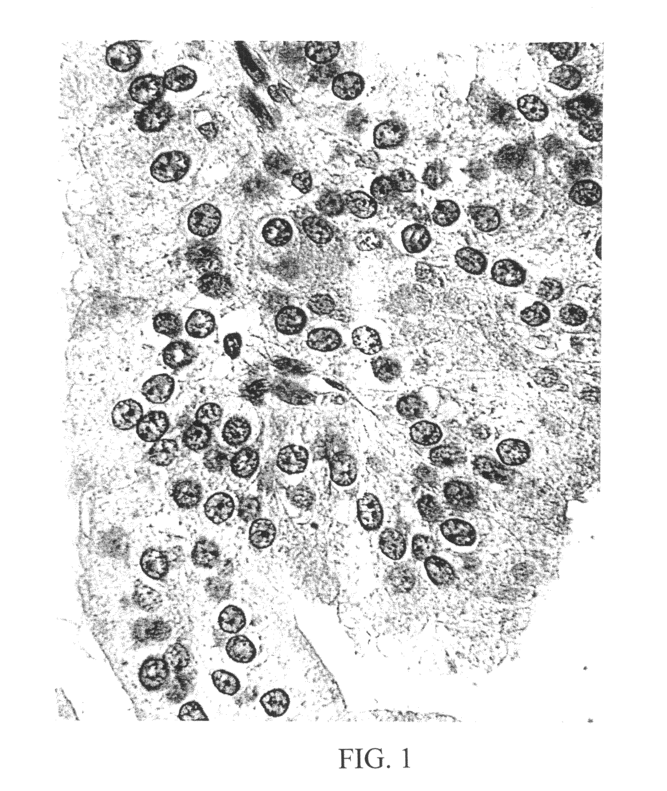 Diagnostic scanning microscope for information-enriched qualitative histopathology