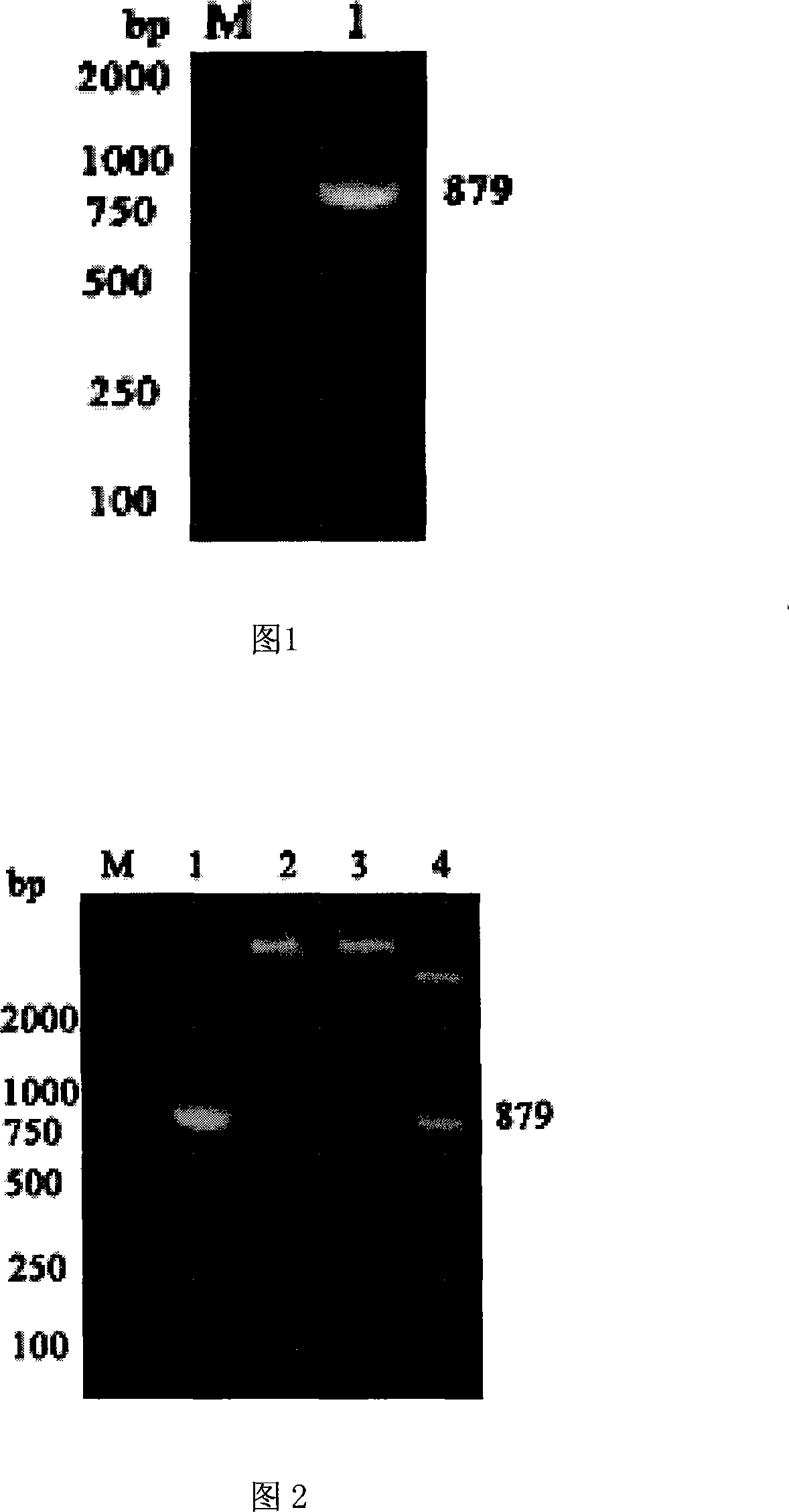 Micrococcus pyogenes alpha-hemolysin and coded sequence thereof