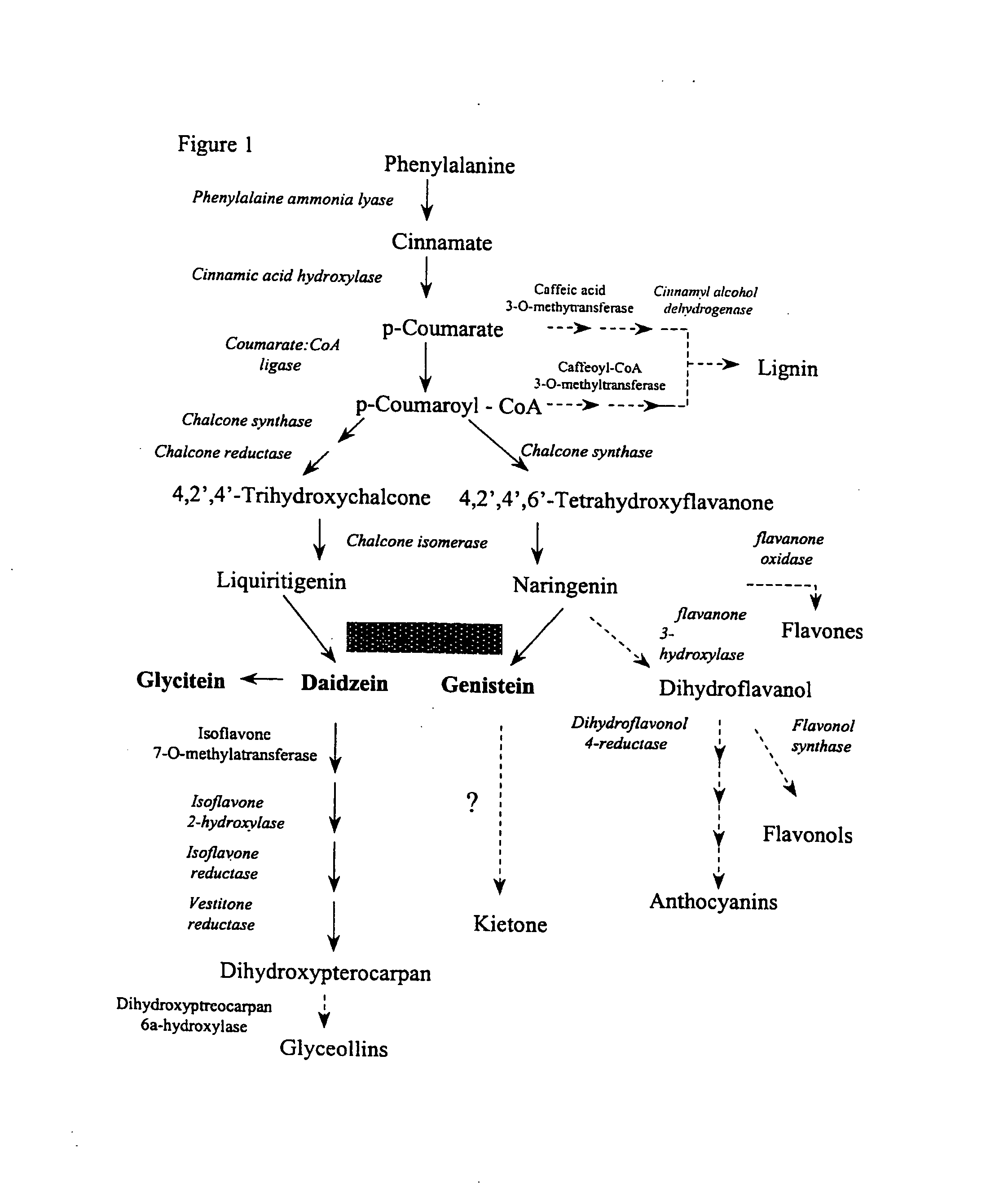 Nucleic acid fragments encoding isoflavone synthase