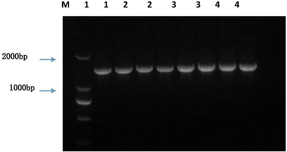 Bio-control bacterium Kg2A capable of efficiently inhibiting fusarium and bacillus anthraci and applications thereof