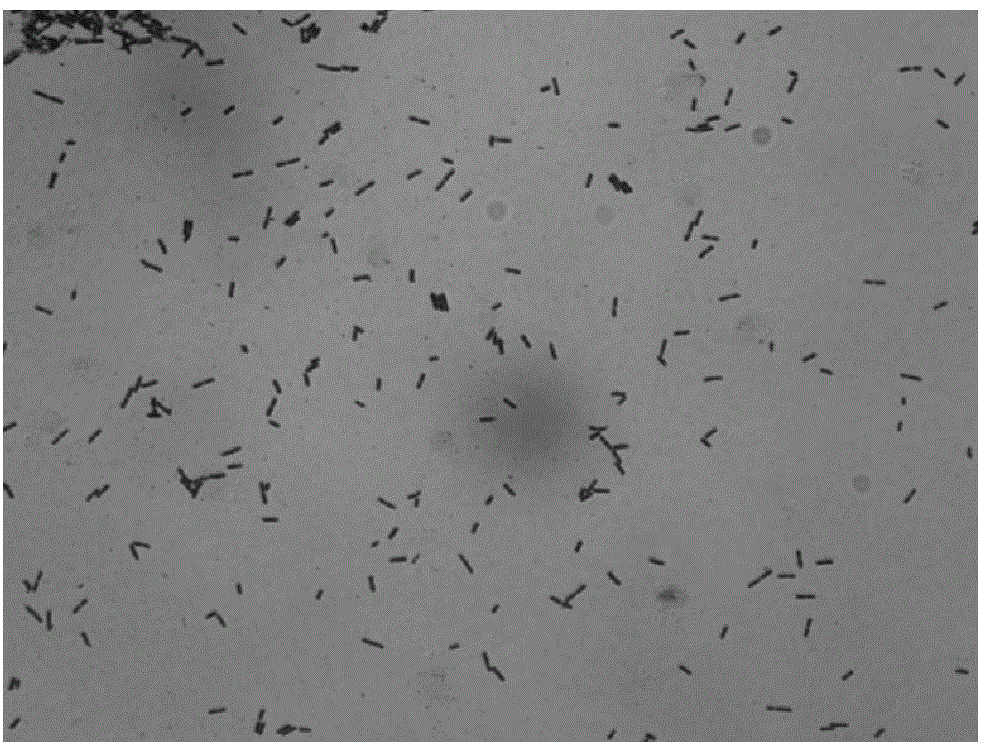 Bio-control bacterium Kg2A capable of efficiently inhibiting fusarium and bacillus anthraci and applications thereof