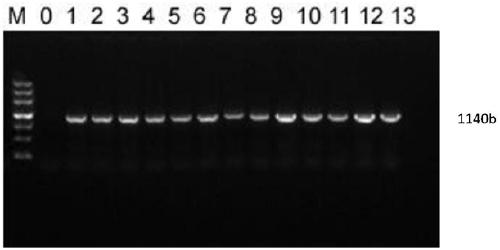 Method for improving heavy metal Cd transporting ability and resistance of plants by transforming SmZIP protein of salix matsudana