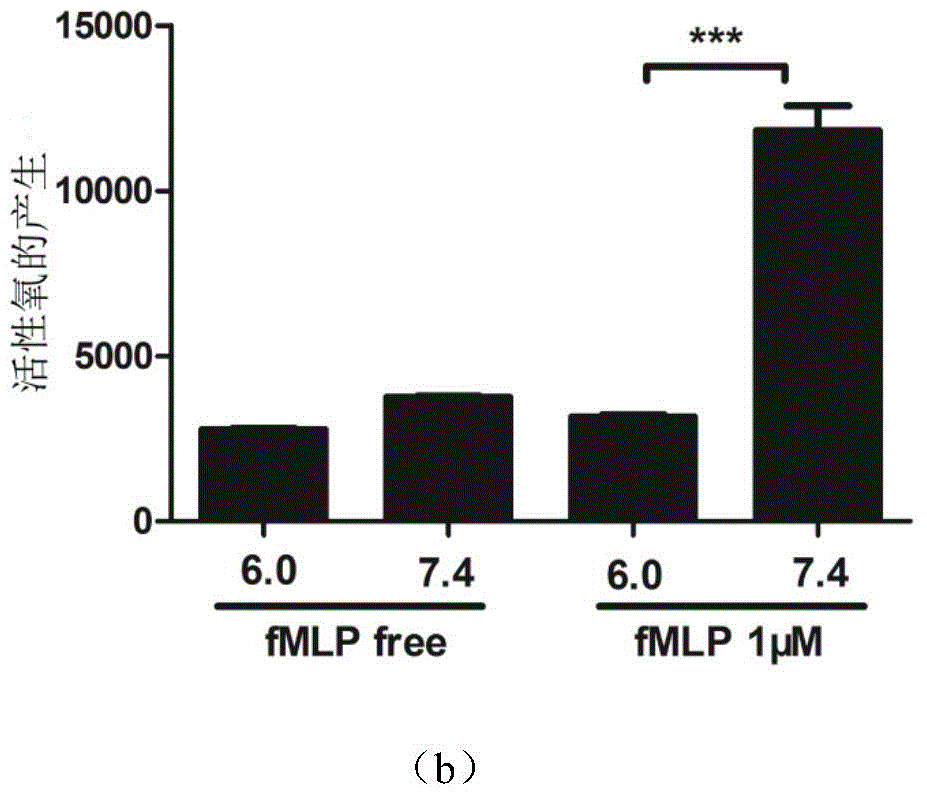 Application of extracellular acidic environment in delaying apoptosis of granulocytes