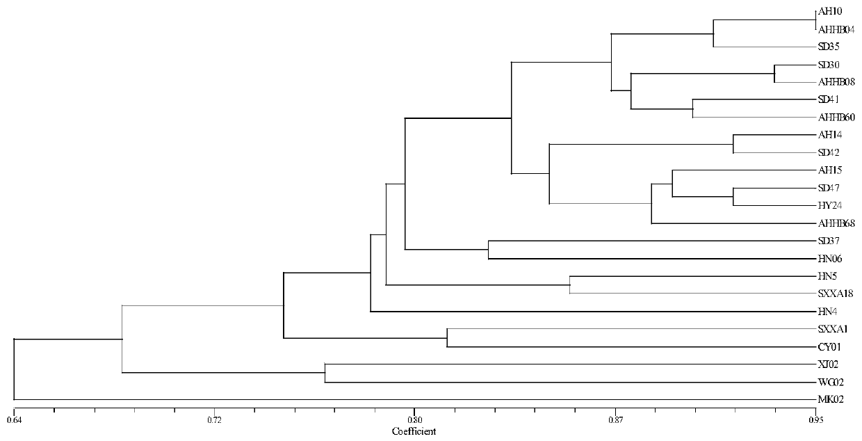 SSR (simple sequence repeat) core primer group developed based on genome-wide sequence of permanganate and application thereof