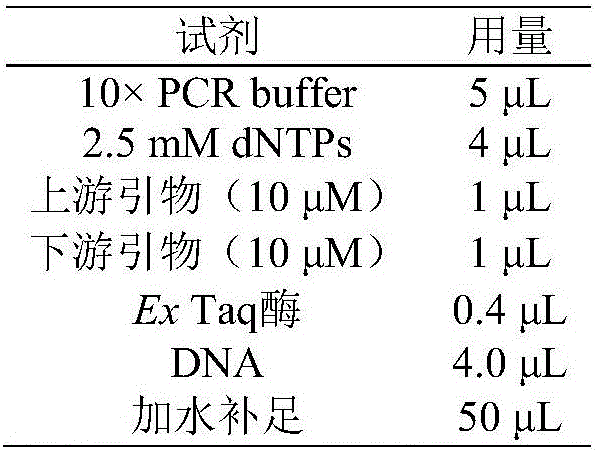 CDKN2A gene fragment and application of primers of CDKN2A gene fragment in diagnosing tumors