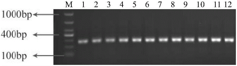 CDKN2A gene fragment and application of primers of CDKN2A gene fragment in diagnosing tumors