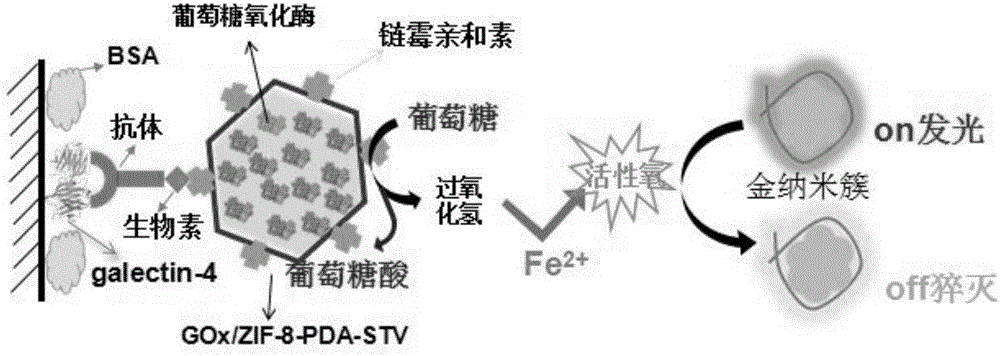 Fluorescent enzyme-linked immunoassay method for detection of galectin-4