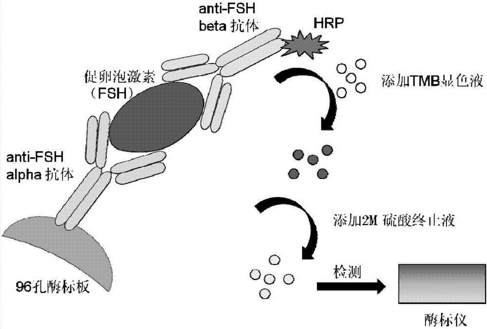 Double-antibody sandwich enzyme-linked immunoassay method for quantitatively detecting human follicle-stimulating hormone