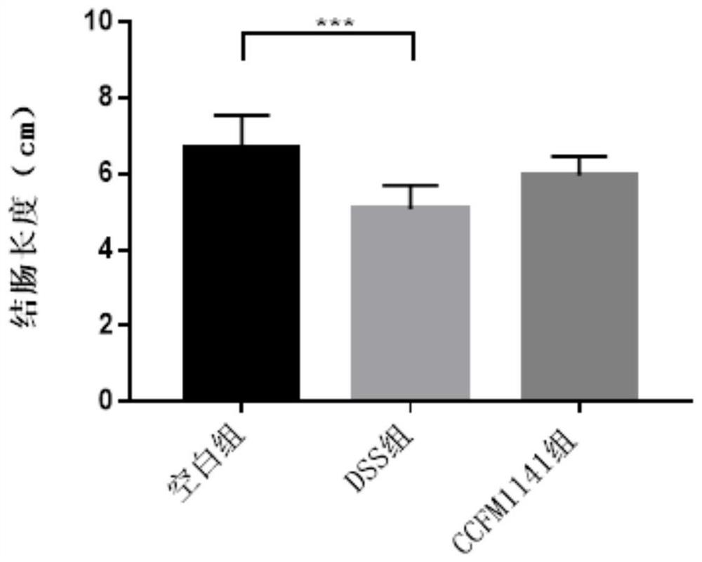 A strain of Lactobacillus rumen for relieving colitis and its application