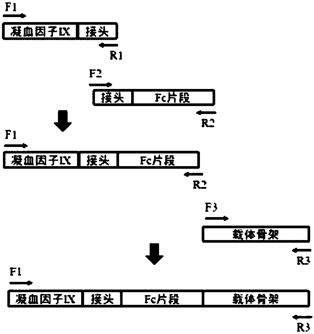 High-activity recombinant human coagulation factor IX fusion protein and preparation method thereof