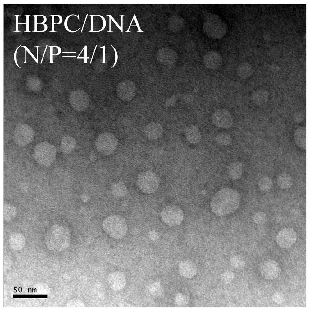 A kind of hyperbranched polychitosan and its preparation method and application