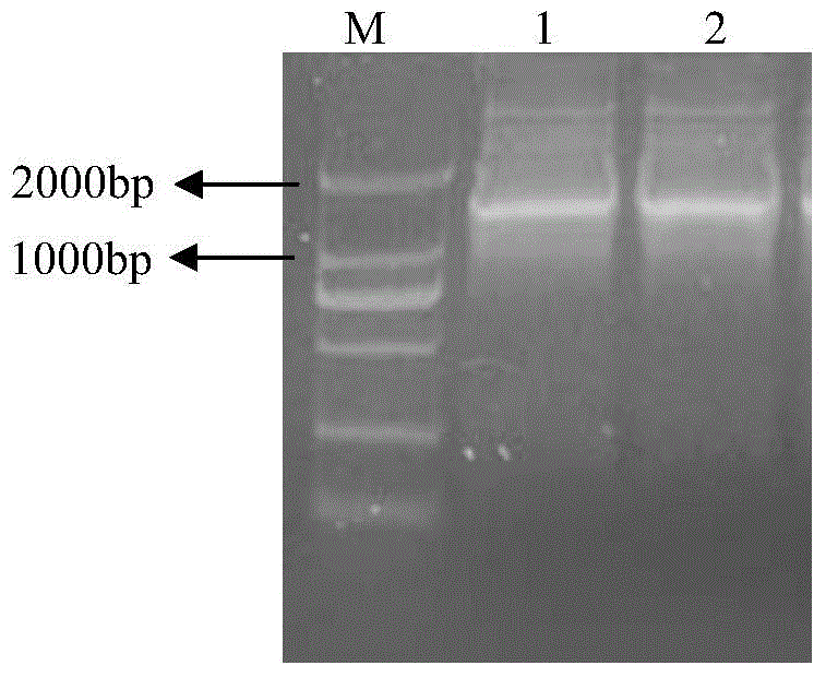 Phytophthora capsici cell division protein as well as encoding gene and application thereof