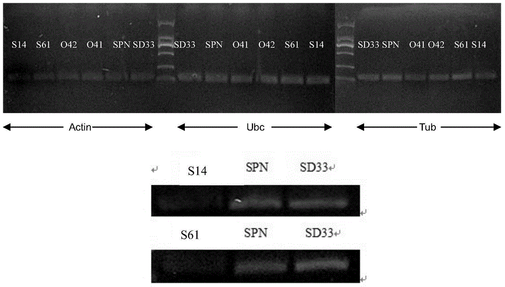 Phytophthora capsici cell division protein as well as encoding gene and application thereof