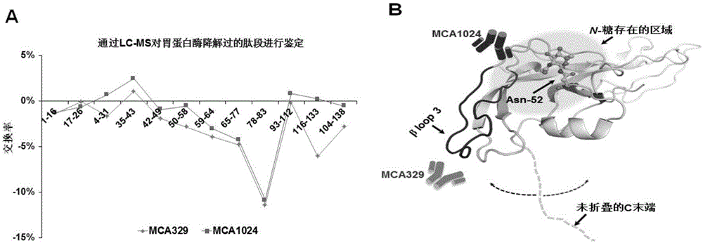 Detection kit for hyperglycosylated modification of hCG (human chorionic gonadotropin) tumor marker