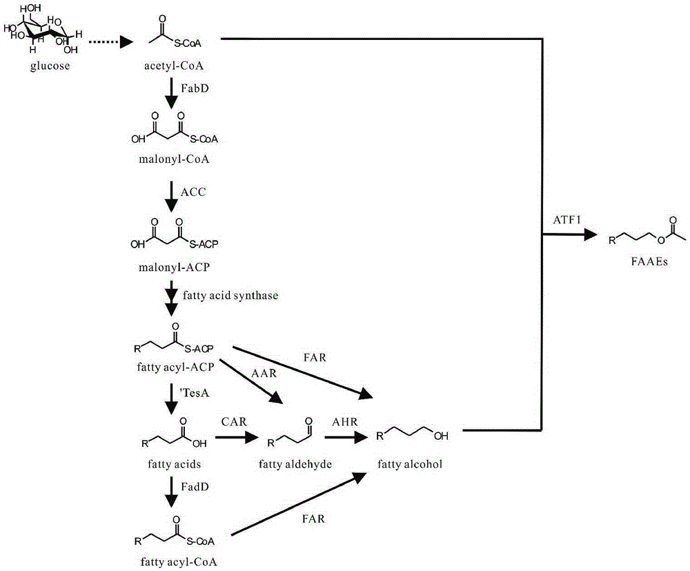 Method for synthesizing fatty alcohol acetic acid ester in microorganism