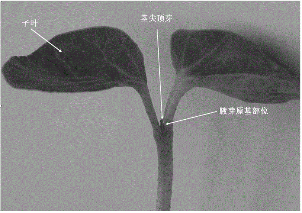 A method for preparing transgenic cotton by using cotton cotyledon axillary buds