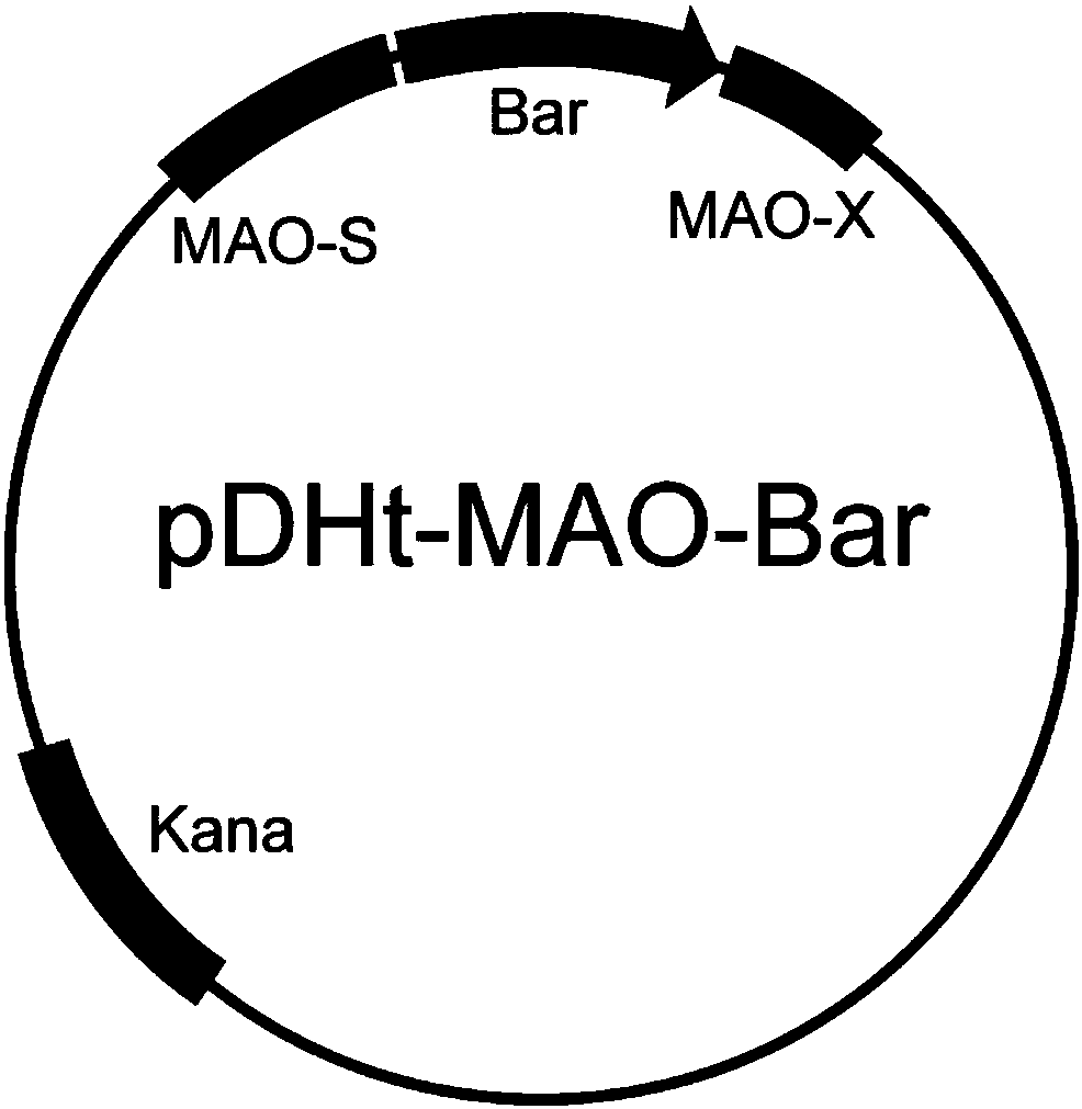 Recombinant broad-spectrum metarhizium as well as preparation method and application thereof