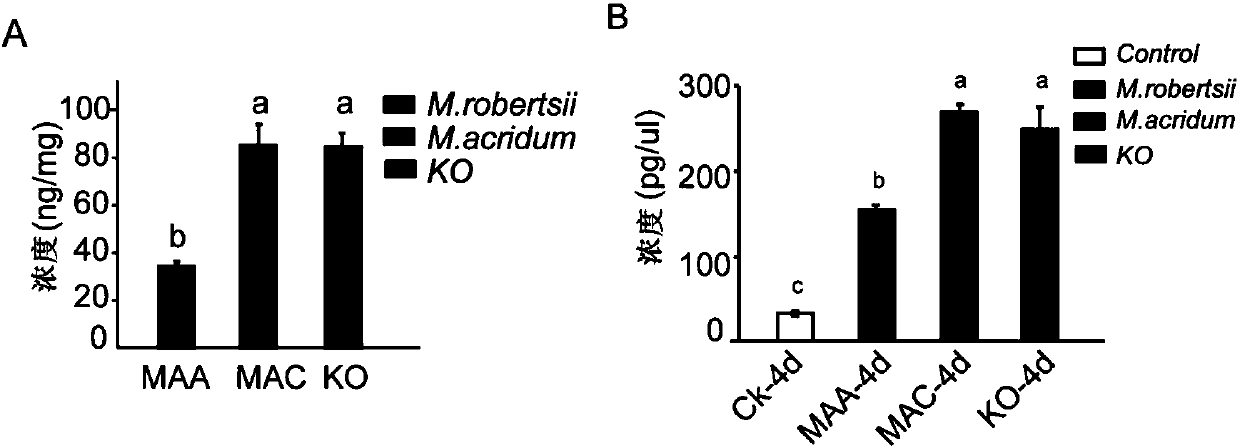 Recombinant broad-spectrum metarhizium as well as preparation method and application thereof