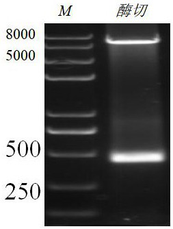 Recombinant feline parvovirus VP2 protein antigen and application thereof in antibody diagnosis and vaccine preparation