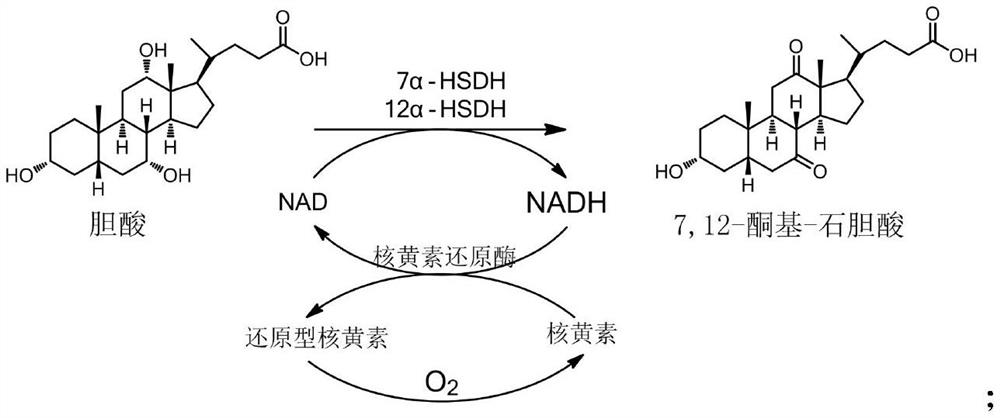 Preparation method of ursodesoxycholic acid