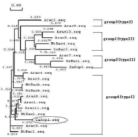 Application of chilli DN (dominant negative) mutant to bacterial wilt resistance gene engineering of tobacco