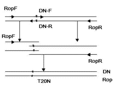 Application of chilli DN (dominant negative) mutant to bacterial wilt resistance gene engineering of tobacco