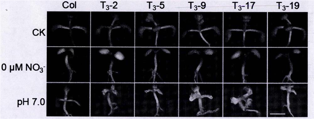 Regulating Plant Nitrogen Nutrition and Alkali Stress Sensing Gene cml9(q6-1) and Its Application