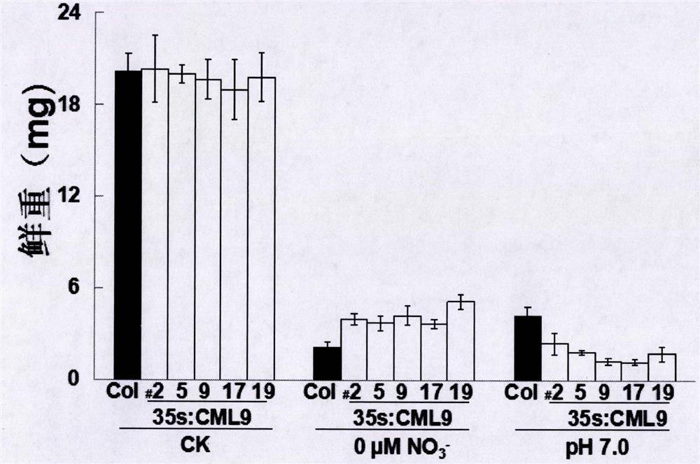 Regulating Plant Nitrogen Nutrition and Alkali Stress Sensing Gene cml9(q6-1) and Its Application