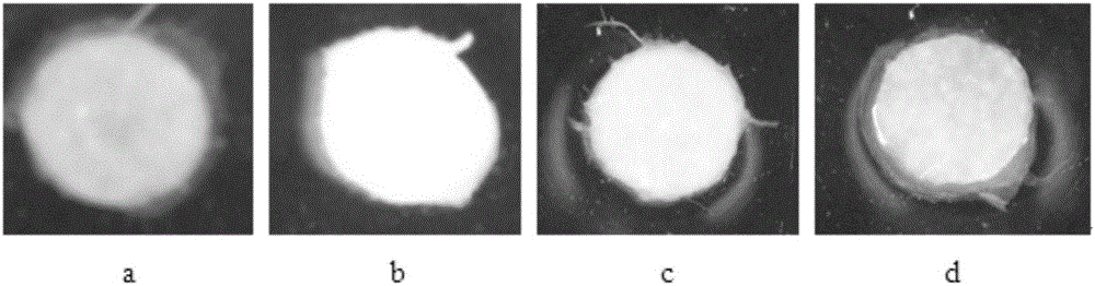 Preparation method of antimicrobial bacterial cellulose material