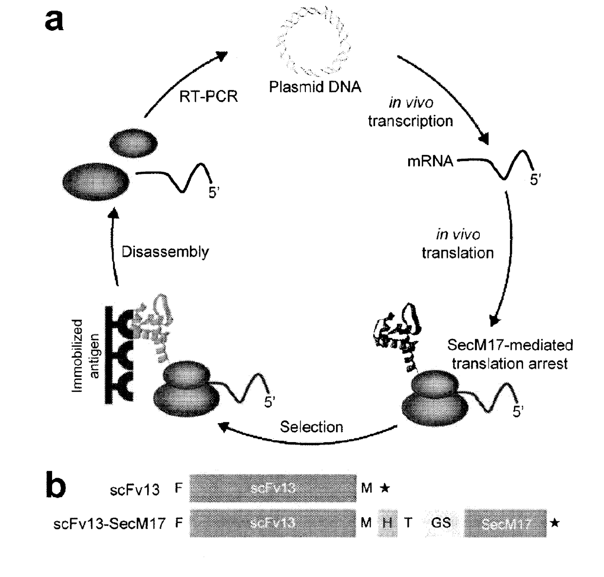 Protein discovery using intracellular ribosome display