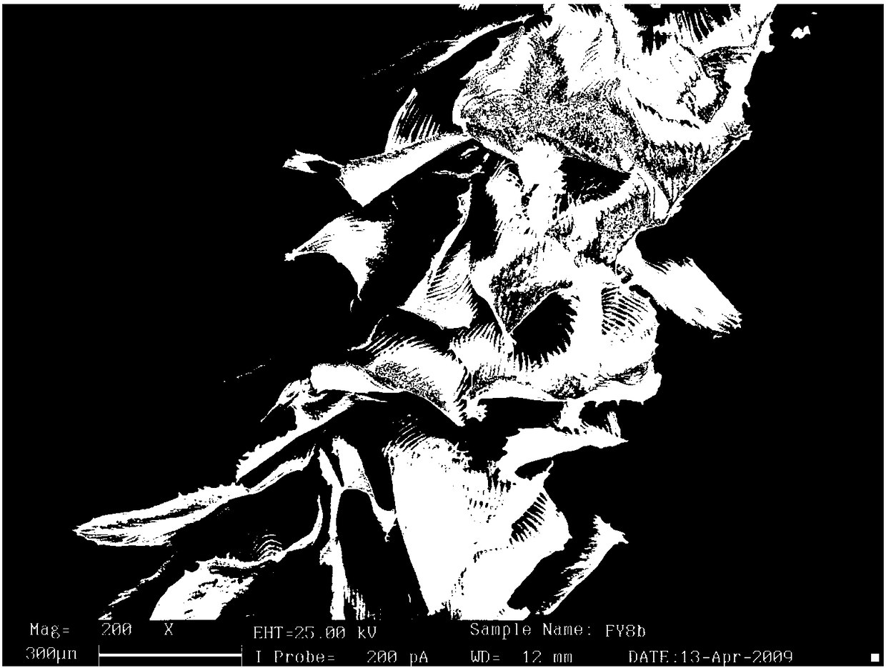 Method for evaluating plant DNA damage of radioactive gas radon by using usnea diffracta