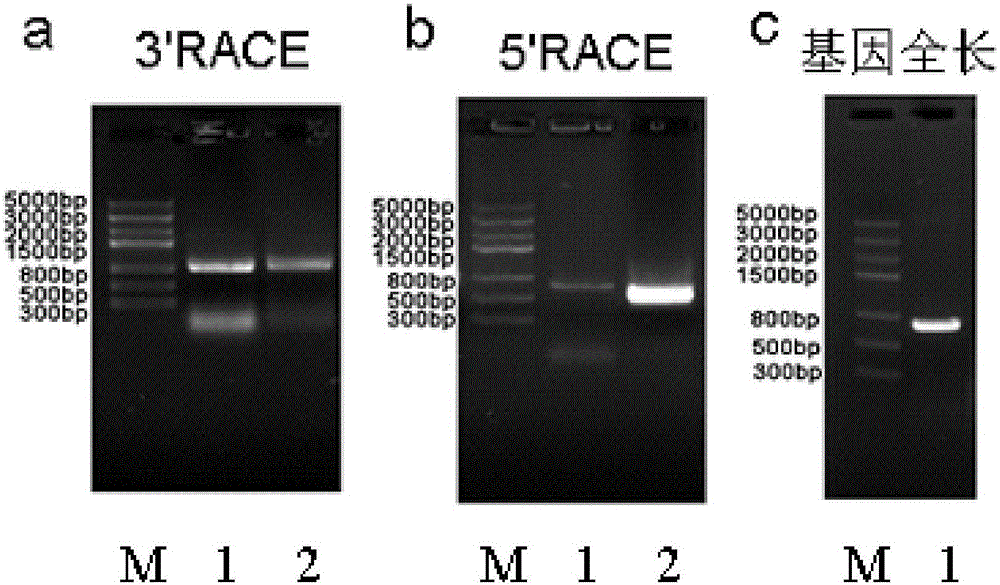 Catalpa bungei CabuAP3 protein as well as encoding gene and application thereof