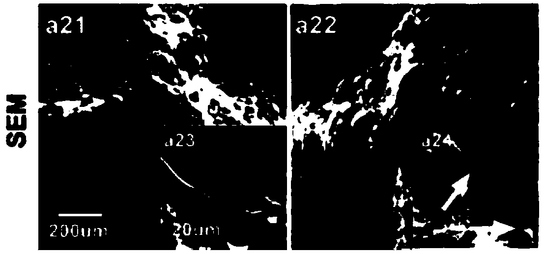 A 3D printed porous scaffold with antibacterial functional coating and its preparation method