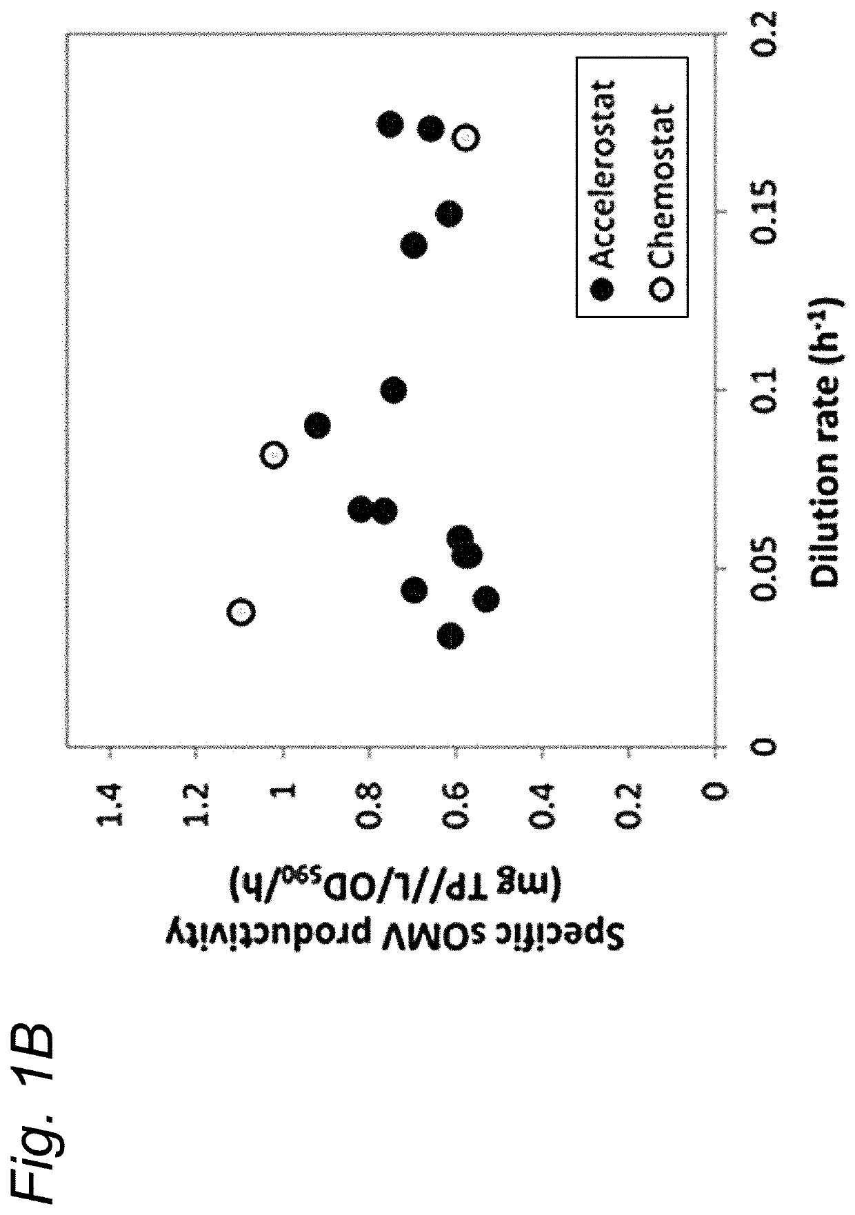 An improved process for producing outer membrane vesicles