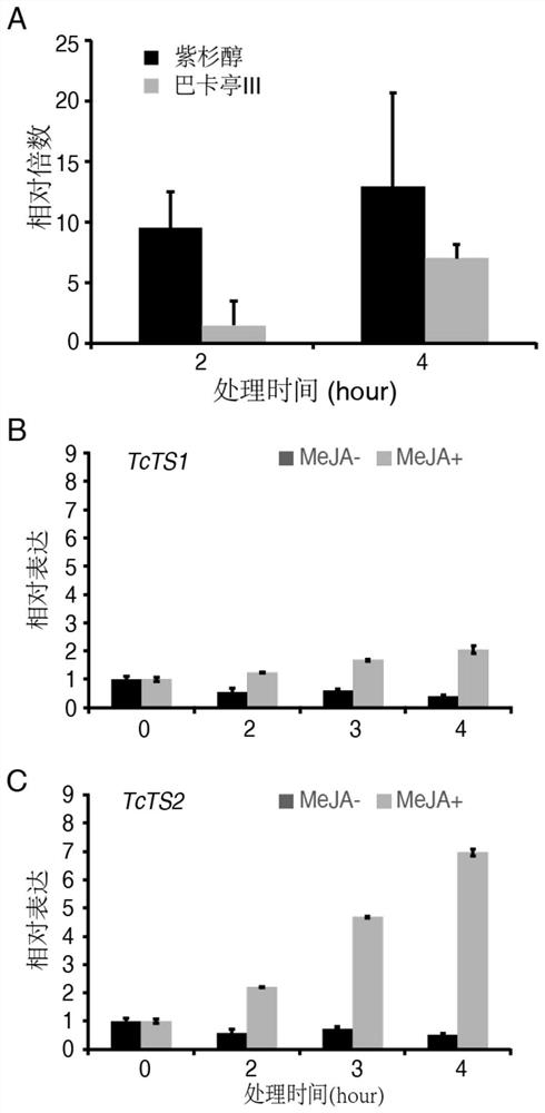 Paclitaxel synthase TcTS2, coding nucleotide sequence and application thereof