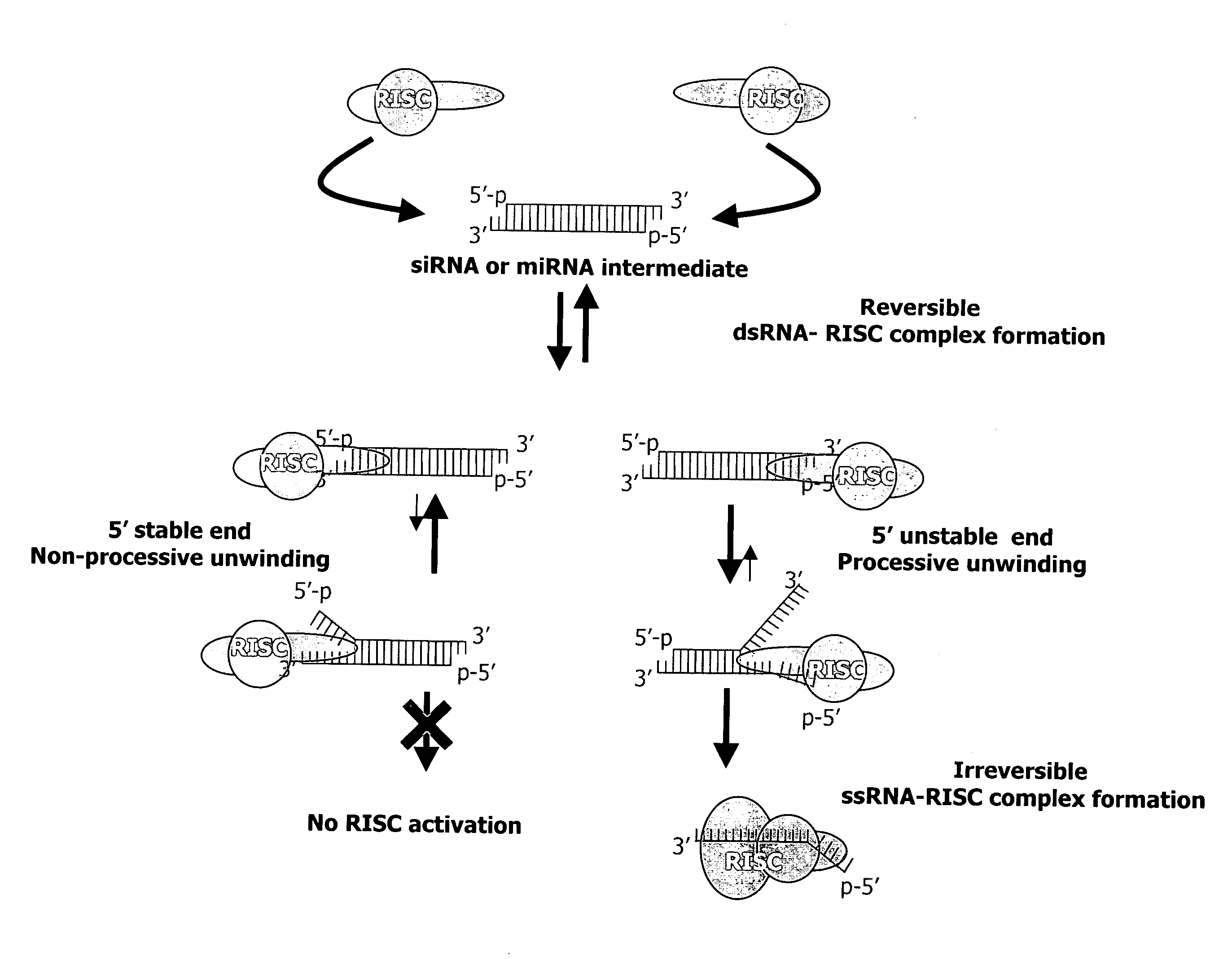 siRNA targeting serine/threonine protein kinase AKT