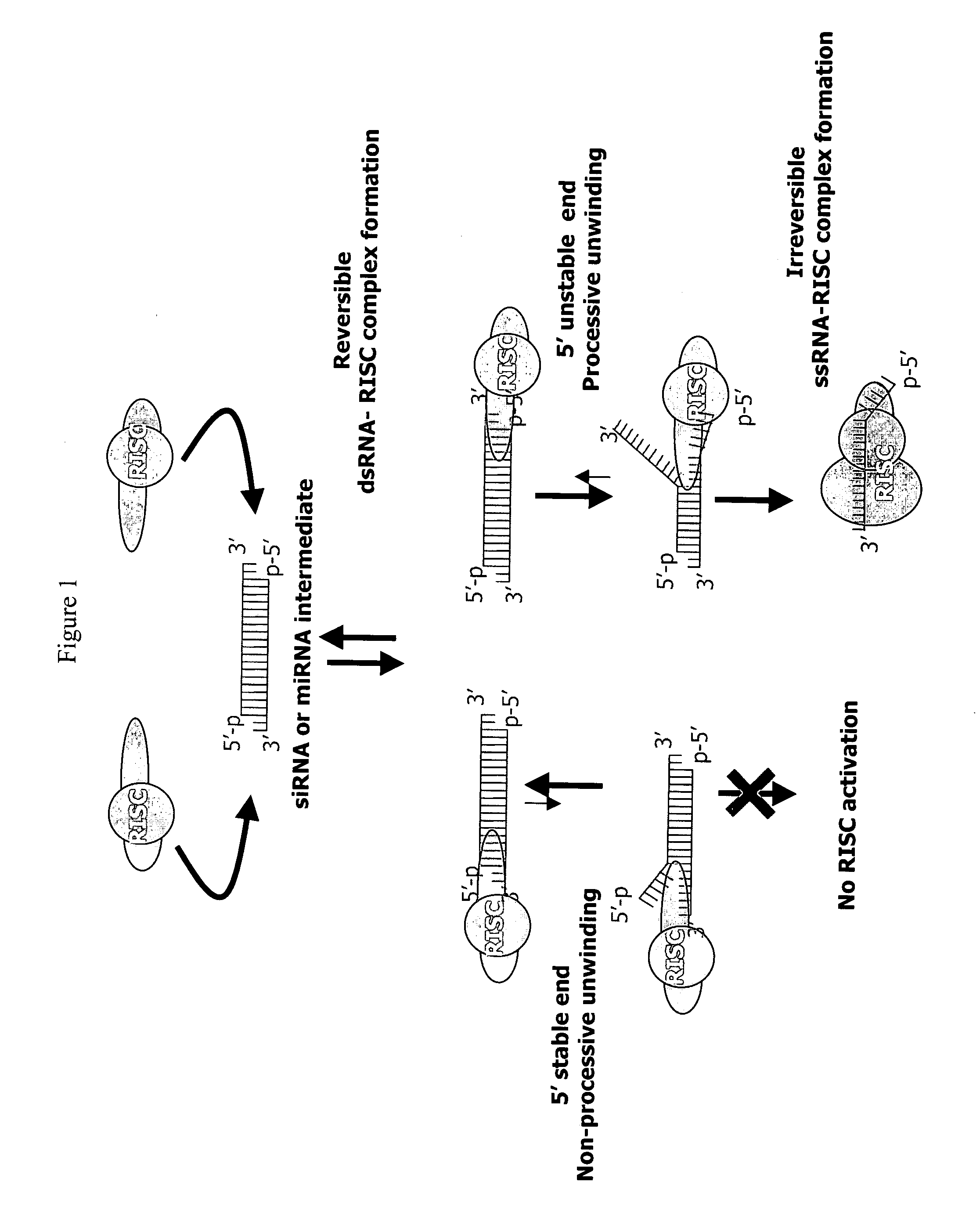 siRNA targeting serine/threonine protein kinase AKT