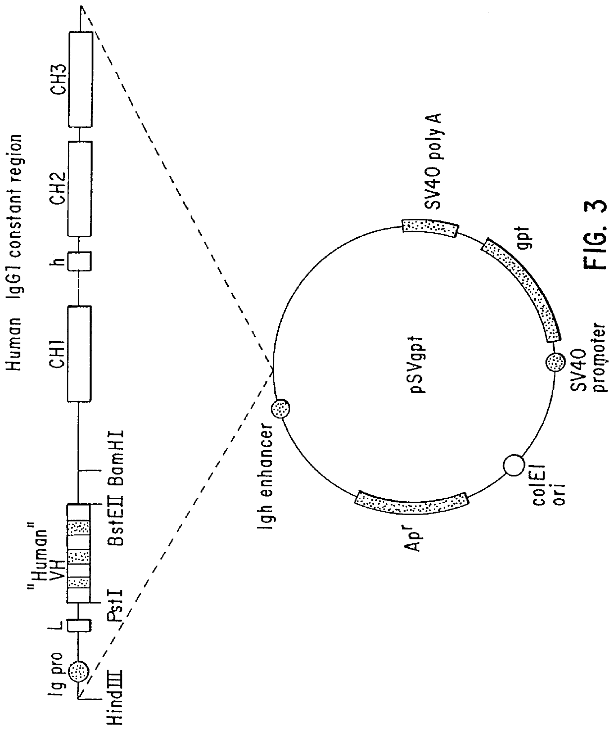 Method for detecting cancers