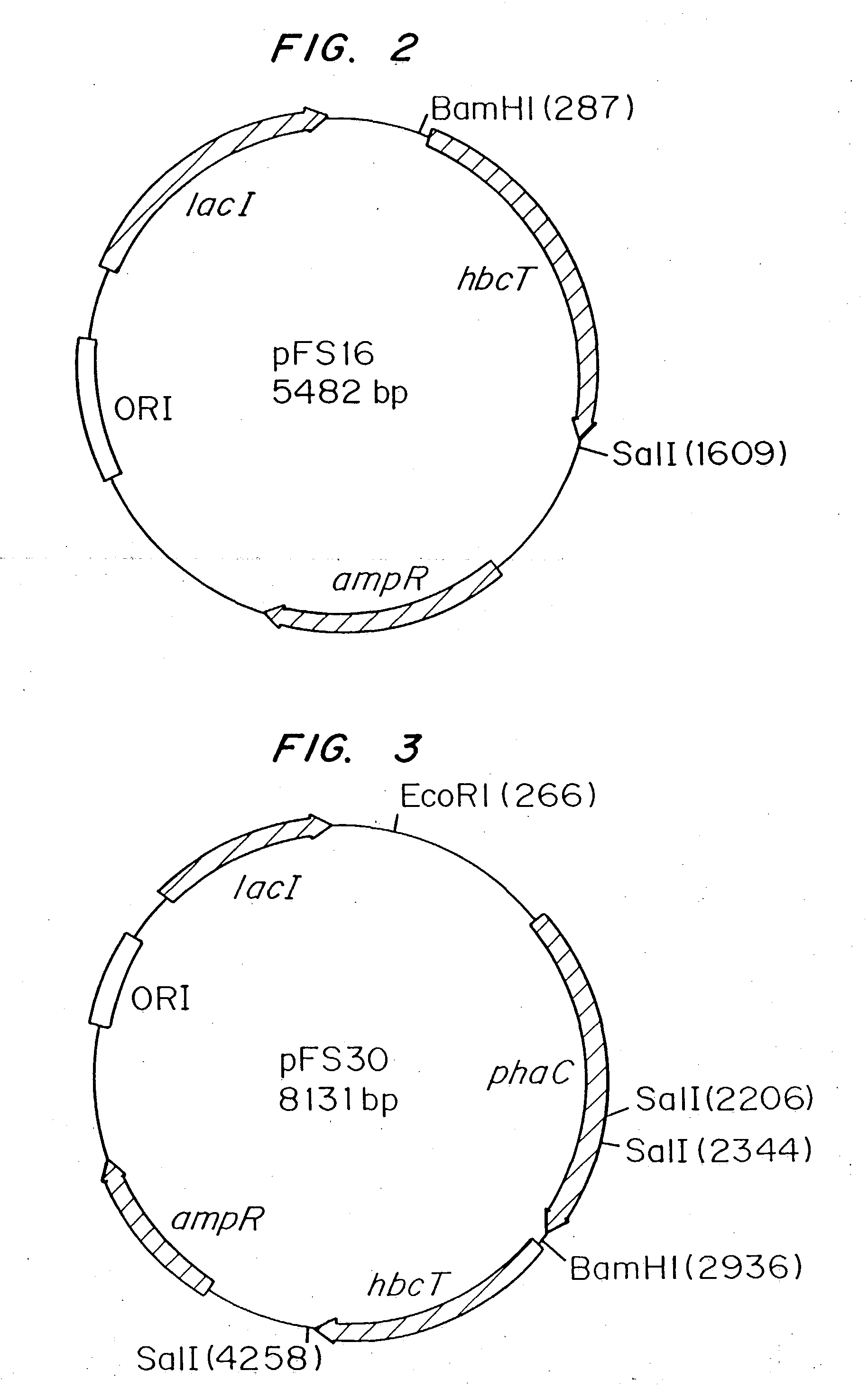 Polyhydroxyalkanoate biopolymer compositions